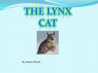 The Lynx Cat By Aimee J Bosch 
