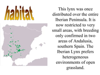 This lynx was once distributed over the entire Iberian Peninsula. It is now restricted to very small areas, with breeding only confirmed in two areas of Andalusia, southern Spain. The Iberian Lynx prefers heterogeneous environments of open grassland. habitat 