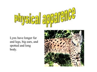 physical apparence Lynx have longer fur and legs, big ears, and spotted and long body.  