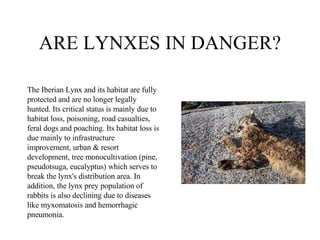 ARE LYNXES IN DANGER? The Iberian Lynx and its habitat are fully protected and are no longer legally hunted. Its critical status is mainly due to habitat loss, poisoning, road casualties, feral dogs and poaching. Its habitat loss is due mainly to infrastructure improvement, urban & resort development, tree monocultivation (pine, pseudotsuga, eucalyptus) which serves to break the lynx's distribution area. In addition, the lynx prey population of rabbits is also declining due to diseases like myxomatosis and hemorrhagic pneumonia. 