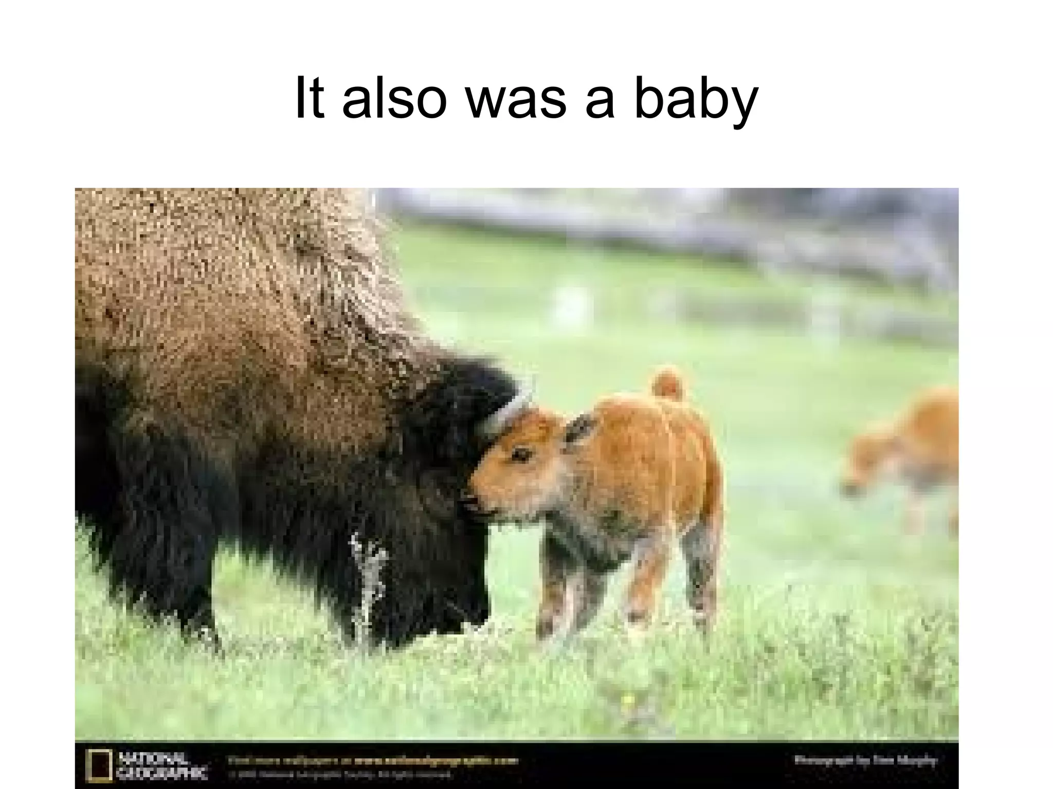 It also was a baby
 