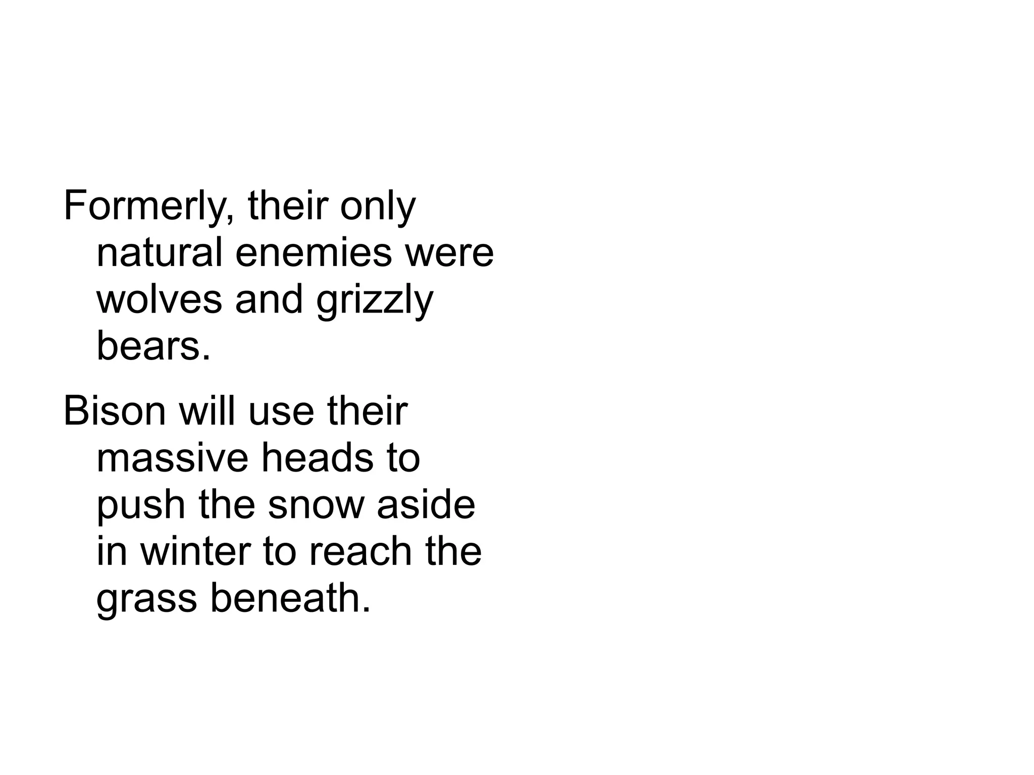 Formerly, their only
 natural enemies were
 wolves and grizzly
 bears.
Bison will use their
  massive heads to
  push the snow aside
  in winter to reach the
  grass beneath.
 