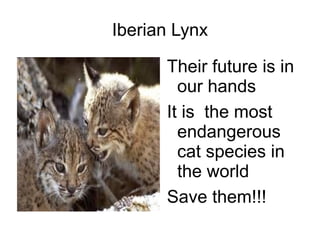 Iberian Lynx

      Their future is in
        our hands
      It is the most
        endangerous
        cat species in
        the world
      Save them!!!
 