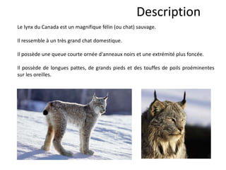 Description
Le lynx du Canada est un magnifique félin (ou chat) sauvage.
Il ressemble à un très grand chat domestique.
Il possède une queue courte ornée d'anneaux noirs et une extrémité plus foncée.
Il possède de longues pattes, de grands pieds et des touffes de poils proéminentes
sur les oreilles.
 