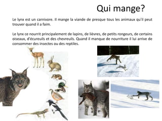 Qui mange?
Le lynx est un carnivore. Il mange la viande de presque tous les animaux qu'il peut
trouver quand il a faim.
Le lynx ce nourrit principalement de lapins, de lièvres, de petits rongeurs, de certains
oiseaux, d'écureuils et des chevreuils. Quand il manque de nourriture il lui arrive de
consommer des insectes ou des reptiles.
 