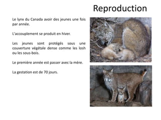 Reproduction
Le lynx du Canada avoir des jeunes une fois
par année.
L'accouplement se produit en hiver.
Les jeunes sont protégés sous une
couverture végétale dense comme les losh
ou les sous-bois.
Le première année est passer avec la mère.
La gestation est de 70 jours.
 