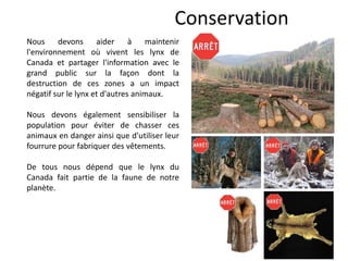 Conservation
Nous devons aider à maintenir
l'environnement où vivent les lynx de
Canada et partager l'information avec le
grand public sur la façon dont la
destruction de ces zones a un impact
négatif sur le lynx et d'autres animaux.
Nous devons également sensibiliser la
population pour éviter de chasser ces
animaux en danger ainsi que d'utiliser leur
fourrure pour fabriquer des vêtements.
De tous nous dépend que le lynx du
Canada fait partie de la faune de notre
planète.
 