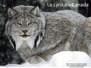 Le Lynx du Canada
Elève: Hector M. Quintero Vallejo
ECOLE FRERE ANTOINE CATHOLIC
Edmonton, AB, Canada
 