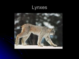 Lynxes 
