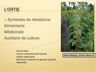 L’ORTIE
 Symboles de résistance
Alimentaire
Médicinale
Auxiliaire de culture
Flavonoïdes
Autres composés phénoliques
Acides organiques
Éléments minéraux en grande quantité
Vitamines
Ortie dioïque, Urtica dioica L.
 