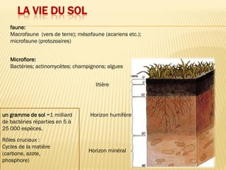 LA VIE DU SOL
Microflore:
Bactéries; actinomycètes; champignons; algues
faune:
Macrofaune (vers de terre); mésofaune (acariens etc.);
microfaune (protozoaires)
litière
Horizon humifère
Horizon minéral
un gramme de sol =1 milliard
de bactéries réparties en 5 à
25 000 espèces.
Rôles cruciaux :
Cycles de la matière
(carbone, azote,
phosphore)
 
