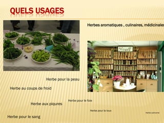 QUELS USAGES
Herbe aux piqures
Herbes aromatiques , culinaires, médicinales
Herbe pour la peau
Herbe pour le sang
Herbe au coups de froid
Herbe pour le foie
Herbe pour la toux
Herbe calmante
 
