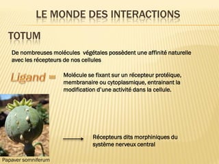 TOTUM
De nombreuses molécules végétales possèdent une affinité naturelle
avec les récepteurs de nos cellules
Molécule se fixant sur un récepteur protéique,
membranaire ou cytoplasmique, entrainant la
modification d’une activité dans la cellule.
Récepteurs dits morphiniques du
système nerveux central
Papaver somniferum
LE MONDE DES INTERACTIONS
 