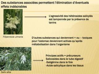 Filipendula ulmaria
L’agressivité des hétérosides salicylés
est tamponnée par la présence de
tanins
Salix alba
D’autres substances qui deviennent + ou – toxiques
pour l’estomac deviennent actives qu’après
métabolisation dans l’organisme
Principes actifs = précurseurs
Salicosides dans le tube digestif
-Saligénine dans le foie
-Acide salicylique dans les tissus
Des substances associées permettent l’élimination d’éventuels
effets indésirables
 
