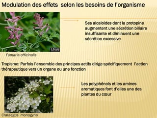 Modulation des effets selon les besoins de l’organisme
Fumaria officinalis
Ses alcaloides dont la protopine
augmentent une sécrétion biliaire
insuffisante et diminuent une
sécrétion excessive
Tropisme: Parfois l’ensemble des principes actifs dirige spécifiquement l’action
thérapeutique vers un organe ou une fonction
Crataegus monogyna
Les polyphénols et les amines
aromatiques font d’elles une des
plantes du cœur
 