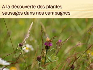 A la découverte des plantes
sauvages dans nos campagnes
 