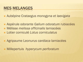 MES MELANGES
 Aubépine Crataegus monogyna et laevigata
 Aspérule odorante Galium odoratum rubiacées
 Mélisse melissa officinalis lamiacées
 Lotier corniculé Lotus corniculatus
 Agripaume Leonurus cardiaca lamiacées
 Millepertuis hyperycum perforatum
 