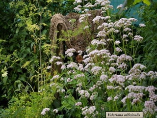 Valeriana officinalis
Valeriana officinalis
 