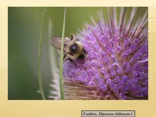 Cardère, Dipsacus fullonum l.
 