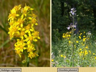 Cicerbita plumieriSolidago virgaurea
 