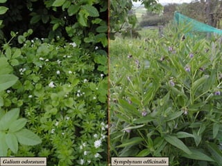 Galium odoratum Symphytum officinalis
 
