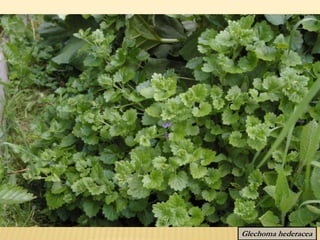 Glechoma hederacea
 