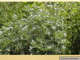 Artemisia absinthium
 