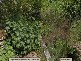 FœniculumL'agripaume (Leonurus cardiaca)
 