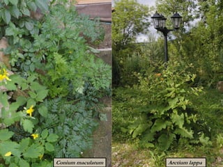 Arctium lappaConium maculatum
 