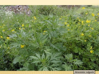 Artemisia vulgaris
 