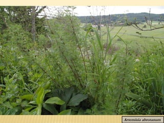 Artemisia abrotanum
 