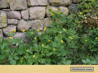 Chelidonium majus
 