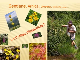 Gentiane, Arnica, drosera, Ménianthe, Tussilage………
 