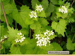 Alliaire(Alliaria petiolata)
 