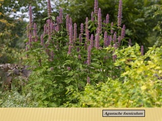 Agastache foeniculum
 