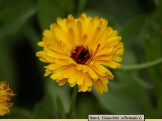 Souci, Calandula officinalis L.
 