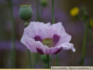 Pavot somnifère, Papaver somniferum L.
 