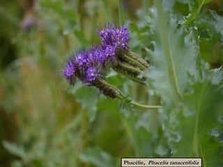 Phacélie, Phacelia tanacetifolia
 