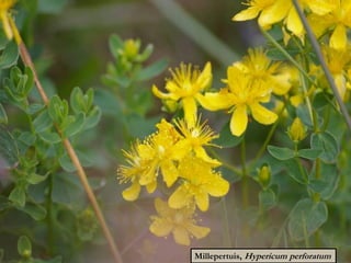 Millepertuis, Hypericum perforatum
 