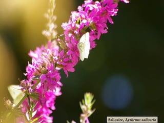 Salicaire, Lythrum salicaria
 