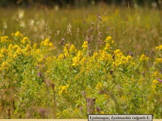 Lysimaque, Lysimachia vulgaris L.
 