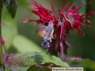 Bergamote, Monarda didyma
 