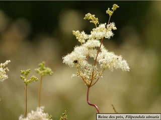 Reine des prés, Filipendula ulmaria
 