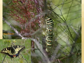 machaon
 