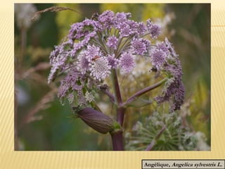 Angélique, Angelica sylvestris L.
 