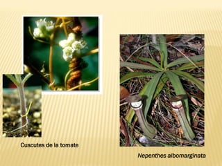 Nepenthes albomarginata
Cuscutes de la tomate
 