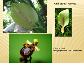 Arum spadix Aracées
L'Ophrys miroir
Ophrys speculum Link. Orchydacées
 