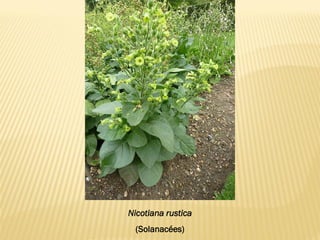 Nicotiana rustica
(Solanacées)
 