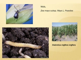 Maïs,
Zea mays subsp. Mays L. Poacées
Diabrotica virgifera virgifera
 