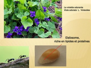 Elaïosome,
riche en lipides et proteïnes
La violette odorante
Viola odorata L. Violacées
 